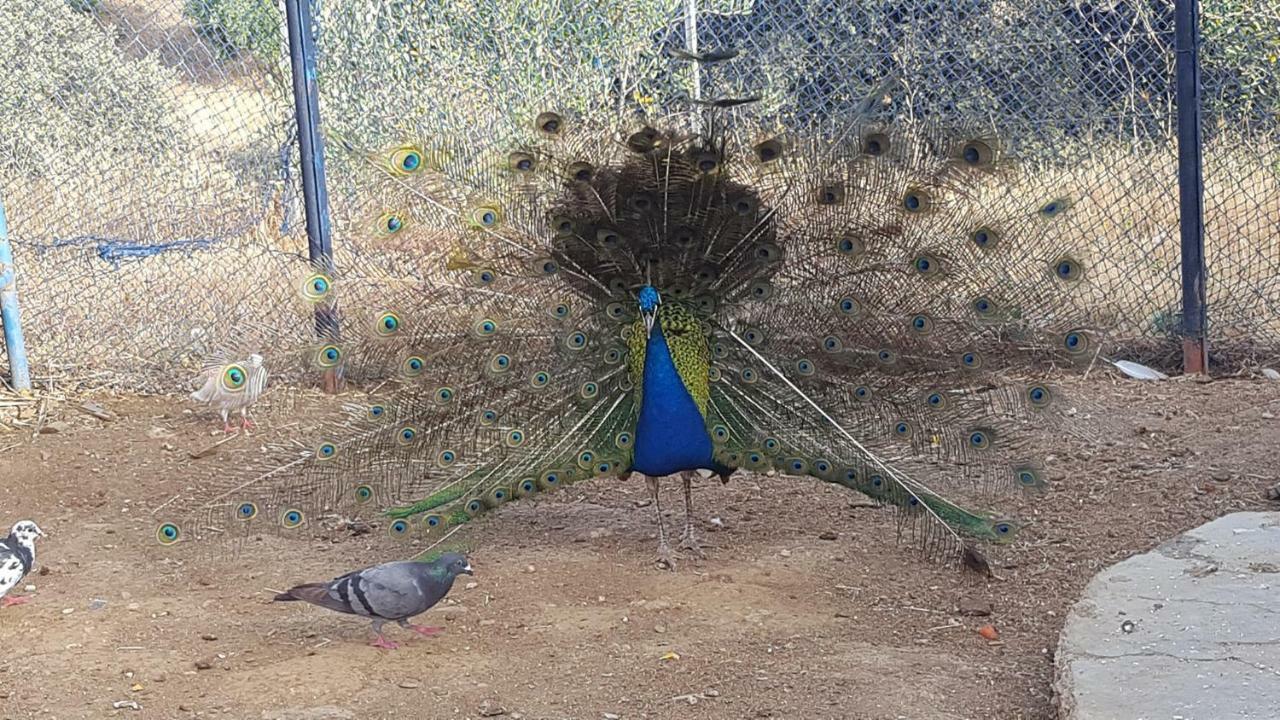 Relais De Tahla 宾馆 Aïn Bou Mahdi